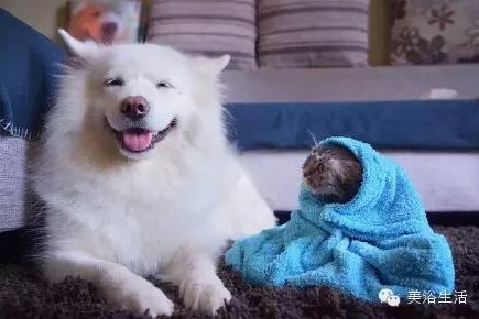 ԡëԌëҲv