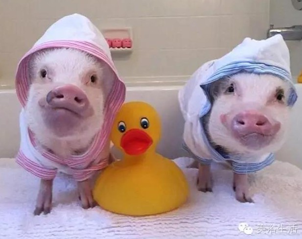 ԡһlԡ͎o㲻ԶҸ